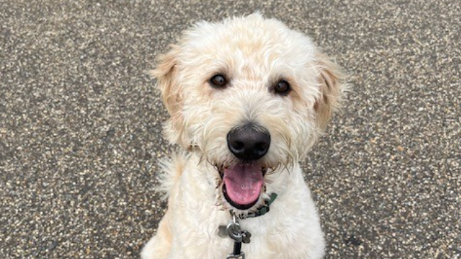Image of the Therapy Dog
