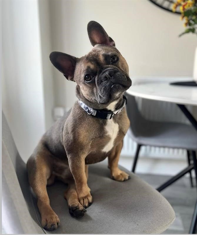 Image of Buster the dog