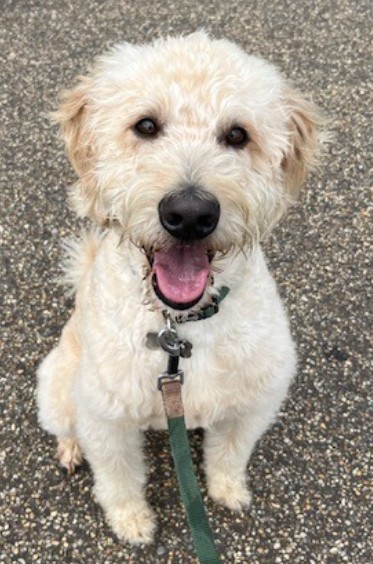 Image of Freddie the Therapy Dog
