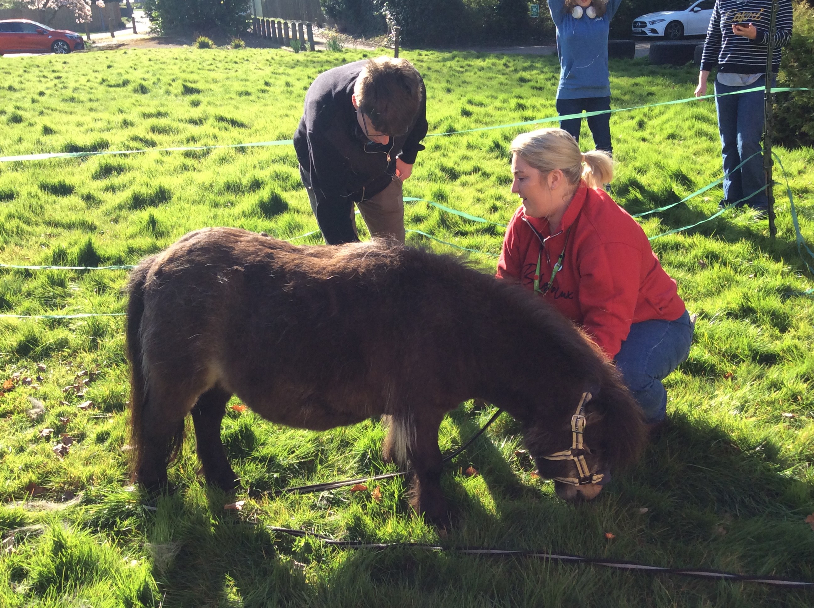 Photo of Arnie the miniature horse